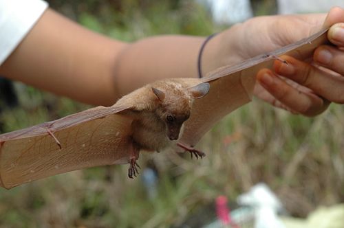 Long-tongued nectar bat